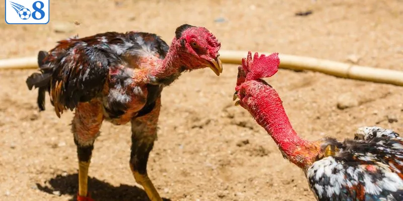 O8 - Casino Trực Tuyến Chính Thức 2026 > Thương Hiệu Đẳng Cấp 6 Đá gà là game được yêu thích nhất tại O8